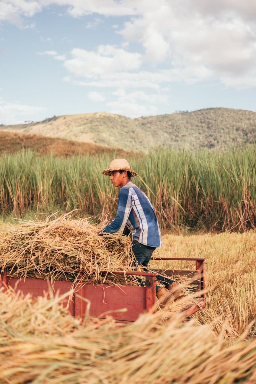 agricultural workers in a sunny field harvesting crops (Pexels)