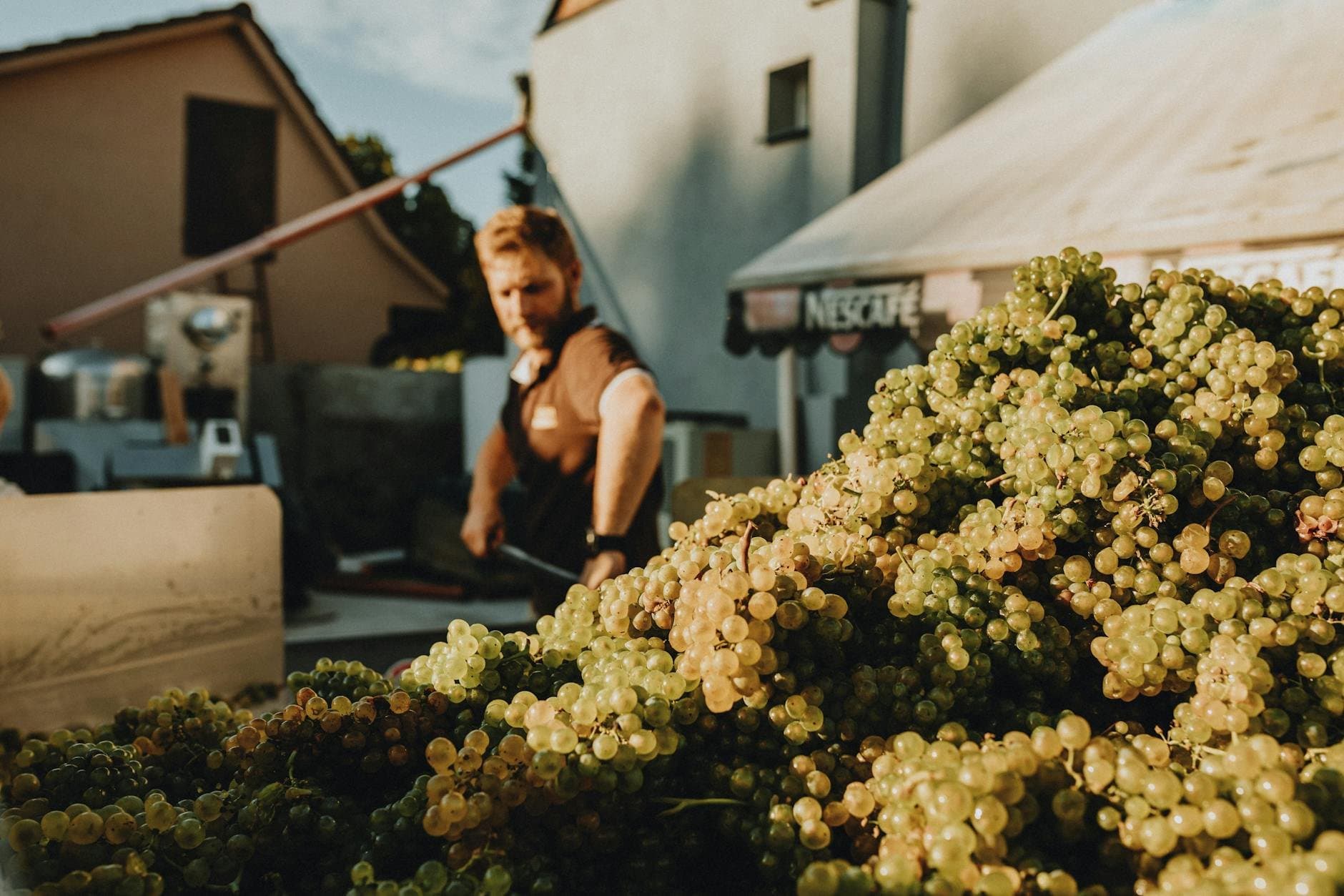 vineyard harvest worker sun (Pexels)